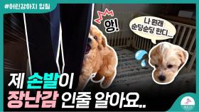 새끼강아지 입질 무는 버릇 고치는 방법