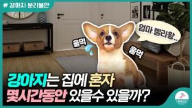 집안에 혼자 남겨진 강아지가 버틸 수 있는 시간