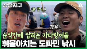 파닥↑파닥↓파닥↑파닥↓ 순식간에 낚이기 시작하는 가다랑어들!? 정신없이 휘몰아치는 참치 낚시!