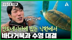 바다 위를 걸을 수 있는 낙원, 파시르 팀불에서 바다거북과 함께 수영 대결을!