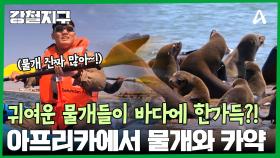아프리카 바다에서 물개를 만나다?! 사막과 대서양의 만남, 물개 카약킹