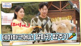 임실 치즈 테마파크에 놀러간 명월커플? 성질 나쁜 알파카에게 먹이 주기 도전