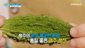 제주의 맑고 깨끗한 환경에서 재배한 여주, 여주 분말의 진실을 파헤쳐라?