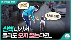 누구나 쉽게 할수 있는 산책 ㅣ콜 훈련 연습ㅣ