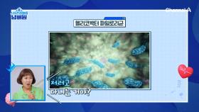 무심코 먹은 음식들이 헬리코박터 파일로리균이 살기 좋은 환경을 만든다!