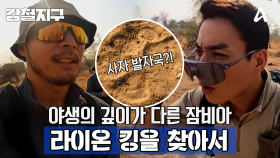 [예고] 야생의 숨결 속 사자의 흔적을 찾아서! 라이온 킹을 찾아서