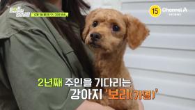 [예고] 2년째 주인을 기다리는 강아지 보리! 가족의 품으로 돌아갈 수 있을까?