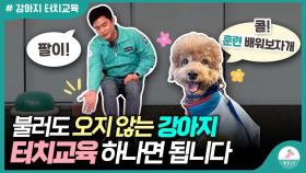 강아지 콜 훈련 쉽게 하는 방법ㅣ손바닥 터치