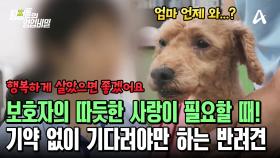 보호자의 손길을 그리워하는 반려견! 묵묵히 보호자를 기다릴 수밖에 없는 상황?