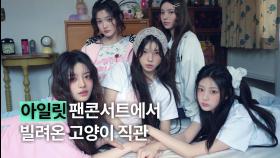 다섯 고양이들 아일릿의 ‘빌려온 고양이’ 직관