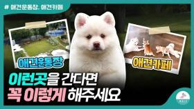 애견운동장, 애견카페 데리고 간다면 어떻게 해야할까?