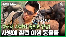 ＂아프리카 사는 애들은 아우라가 다르네요...＂ 걸어서 사파리 속으로 입장!