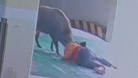 120kg 멧돼지의 공격…아파트 주민·경비원 부상