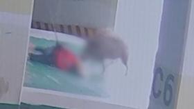 멧돼지의 아파트 습격…80대 주민 중상