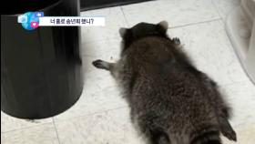 [앉아서 세계 속으로]美 주류매장 습격한 후 ‘고주망태’된 너구리 체포