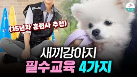 이 4가지만 해도 문제행동 예방 됩니다ㅣ새끼강아지 교육법ㅣ사회성 훈련