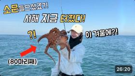 모두 기다린 ‘그 섬’ 문어낚시, 드디어 터졌다!! 믿기지 않는 조황입니다 ㅠㅠ