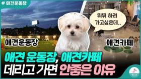 애견운동장, 애견카페를 가기전에 꼭 봐야할 영상