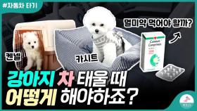 강아지 차에 태울 때 주의해야 할 점 ㅣ멀미약 먹여도 괜찮을까?