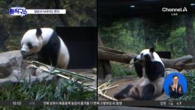중·일 ‘판다 외교’도 끝?…54년 만에 ‘제로’
