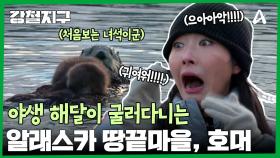 마침내 알래스카 땅끝마을에 도착! 그림 같은 항구마을, 호머