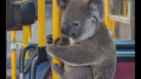 [앉아서 세계 속으로]버스 봉 잡고 집에 가는 코알라