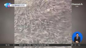 [앉아서 세계 속으로]오사카 도톤보리강 뒤덮은 물고기 떼