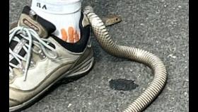 [앉아서 세계 속으로]운동화 고리에 걸린 독사…침착함이 목숨 구해