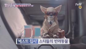 [예고] 스타 of 스타? ＂연예인의 반려동물＂ 쫙다 공개!!