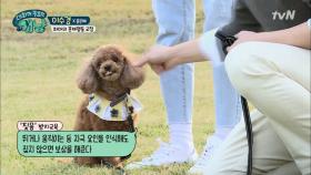 ′너무 짖는 강아지, 어떻게?′ 설채연 수의사가 알려준다!