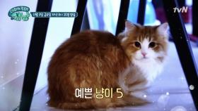 미모의 냥이5마리! 새로 합류한 비쥬얼 집사는 누구?