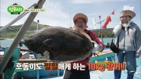 강호동도 쩔쩔! 초대형 10kg 광어 등장!!