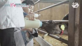[4회] JBJ 체험 삶의 현장_소 젖 짜기&송아지 우유 먹이기