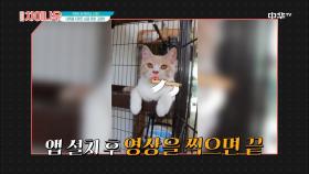 [나만 고양이 없어] 대륙을 뒤흔든 심쿵 유발 고양이