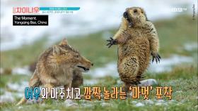 바오용칭, 올해의 야생동물 사진작가 대회 '대상' 수상