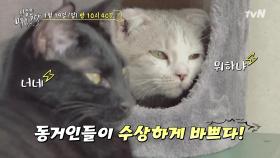 [예고] 집사들이 야심차게 준비한 껌&봉달이 선물은?