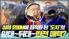 심해 1200M에 최적화된 ′도치′의 앞태~ 뒷태~ 반전 매력?