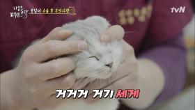 고양이 마사지 방법! 껌이 녹아내려유~