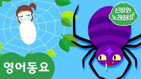 Itsy bitsy Spider | 신비와 노래해요- 인기 영어동요