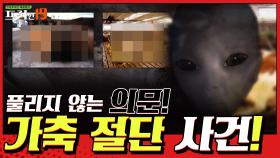 아르헨티나의 소 떼 의문사 범인은 UFO??? [외계인은 있다 19]