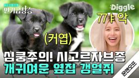 77ㅑ 귀여워!!! 🐶 세상에서 제일 귀여운 시고르자브종(소리 내서 읽어보세요) 토르와 록키🖤 | #온앤오프 | #Diggle