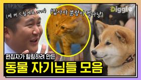 유퀴즈에 등장한 사랑스러운 강아지&고양이 총 모음.zip 🐶🐱✨ 길가다 멈추게 만드는 치명적인 귀여움,,♥ | #유퀴즈온더블럭 #디글 #핵심노트