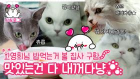 보기만 해도 힐링 되는 고양이 식사 시간🐱 뽀뽀 백만 번 갈기다가 물려도 좋아… 시켜줘, 애옹쓰 명예 캔따개 | #디글 #사심로그