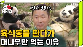 32년의 판다 전문가가 알려주는 판다의 tmi들🐼 사실 판다는 육식 동물 이다..❗ | #유퀴즈온더블럭