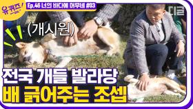 개통령 자리를 위협하는 조셉?🐕 만나는 사람마다 만져달라고 배 뒤집는 애교쟁이 강아지🥰│#디글 #유퀴즈온더블럭