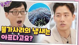 불가사리에 진심인 양승찬 대표님이 말하는 '불가사리의 모든 것' | tvN 210210 방송