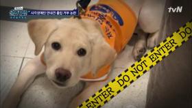 시각장애인 안내견 출입거부?! #올바른 시선 | tvN 201209 방송
