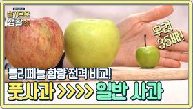 풋사과가 일반 사과보다 폴리페놀 함량이 무려 35배 높다! | Olive 201214 방송