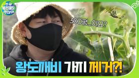 유해식물 왕도깨비 가지 제거하러간 절친들 ☞ 300평을 다 하라고요? | tvN 201220 방송