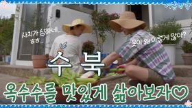 사치가 심한(?) 잘 익은 옥수수들! 맛있게 삶아보자♡ | tvN 200925 방송